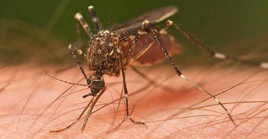 Govt hospitals in the city see decline in dengue cases Govt hospitals in the city see decline in dengue cases