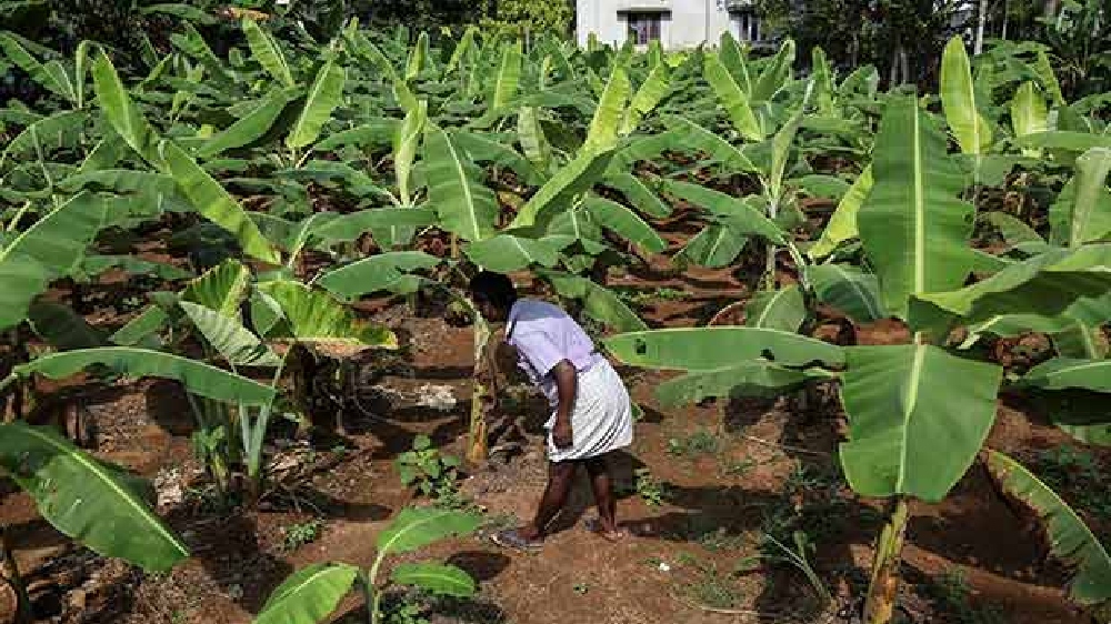 Arakkonam plantain growers from acquired lands await crop relief