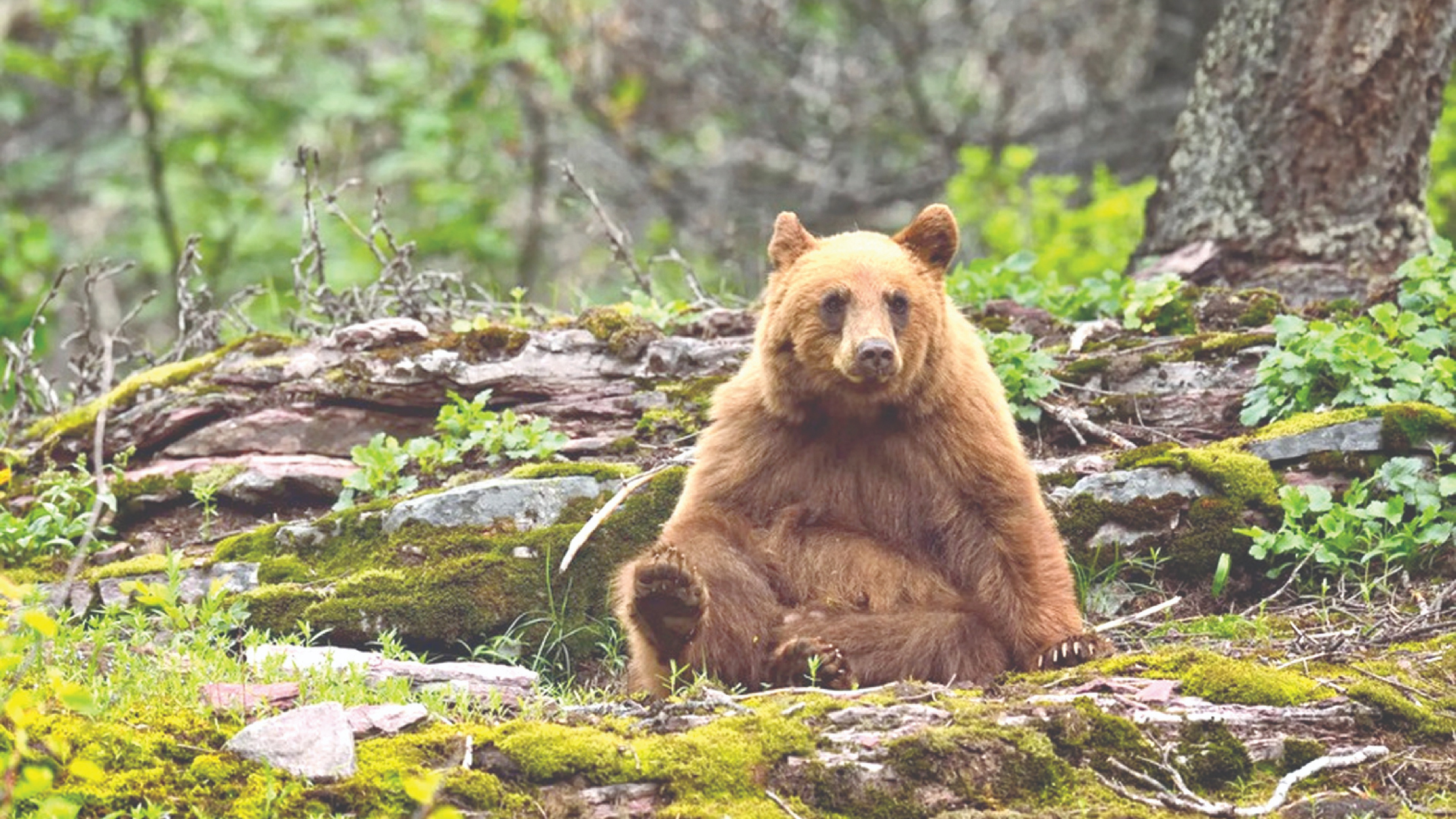 Colour coded: What should you do when the bear is cinnamon?