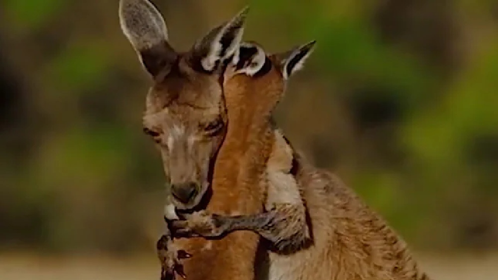 Heartwarming video of a mother and a baby Kangaroo pleases internet!