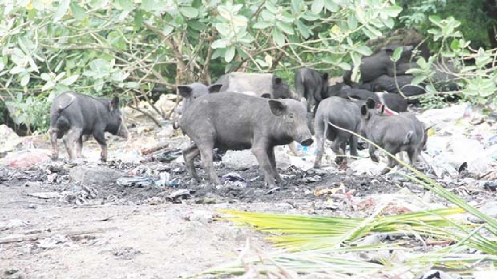 Kakkalur public seek steps to end pig menace