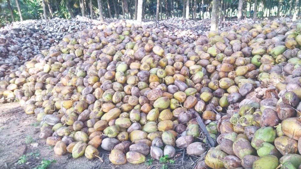 Sabarimala season perks up coconut price Sabarimala season perks up coconut price