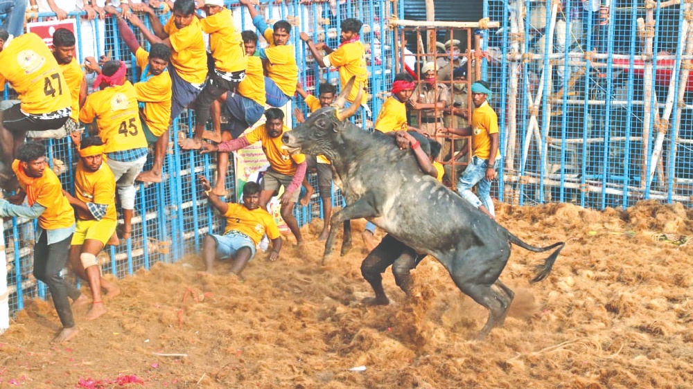 Young men rev up training to take on mighty bulls