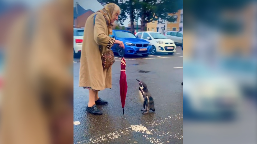 Watch: A curious little penguin follows an elderly woman 