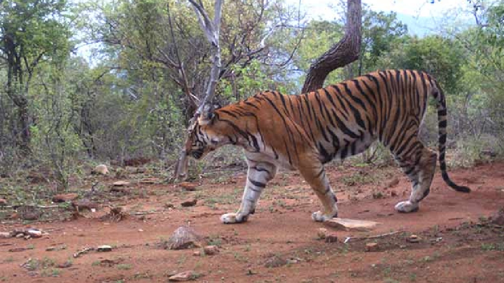 Gudalur villagers urge Forest Dept to capture prowling tiger