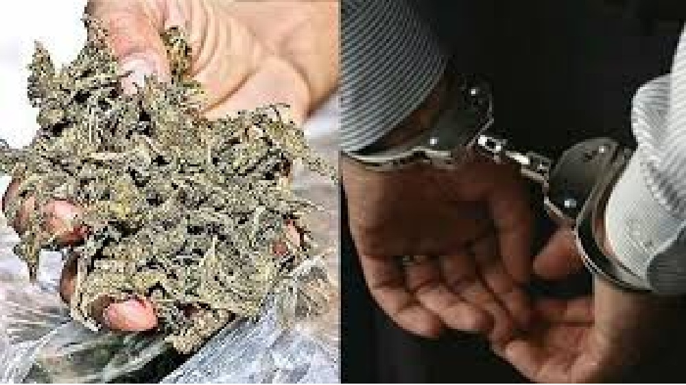Rs 1.8 crore worth ganja seized in special drive in TN
