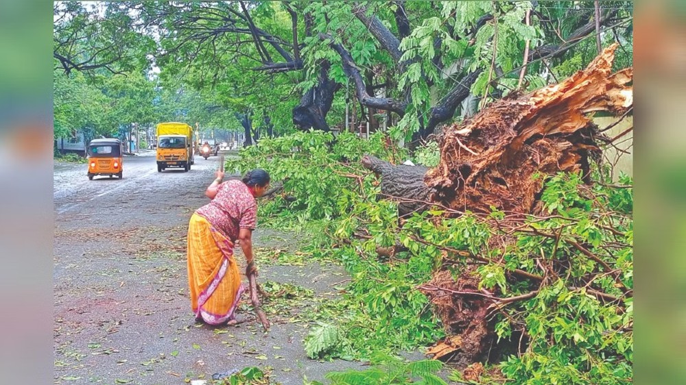 Cyclone Mandous: 644 MT tree debris cleared in Chennai