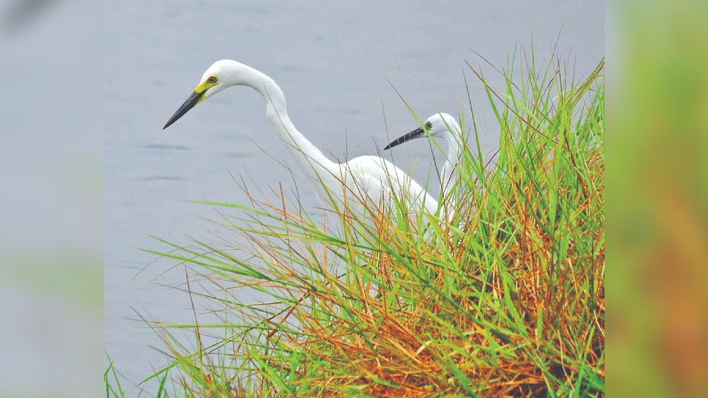 Migratory birds feel no threat from cyclone, stay on Migratory birds feel no threat from cyclone, stay on