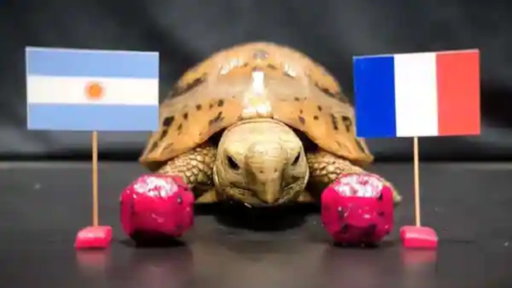 Argentina or France: Tortoise & eagle predictions for FIFA WC final