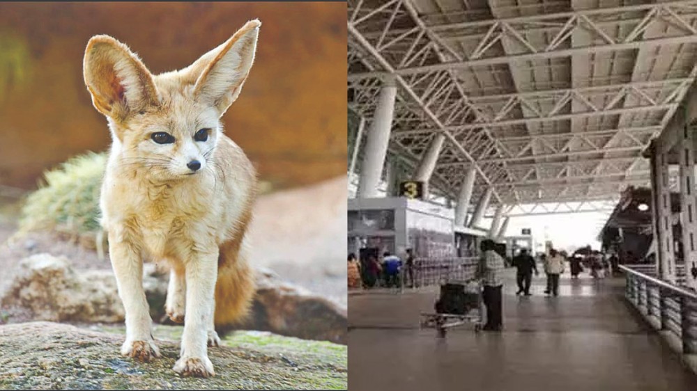 2 Fennec Foxes seized from Indian passenger in Chennai airport 2 Fennec Foxes seized from Indian passenger in Chennai airport