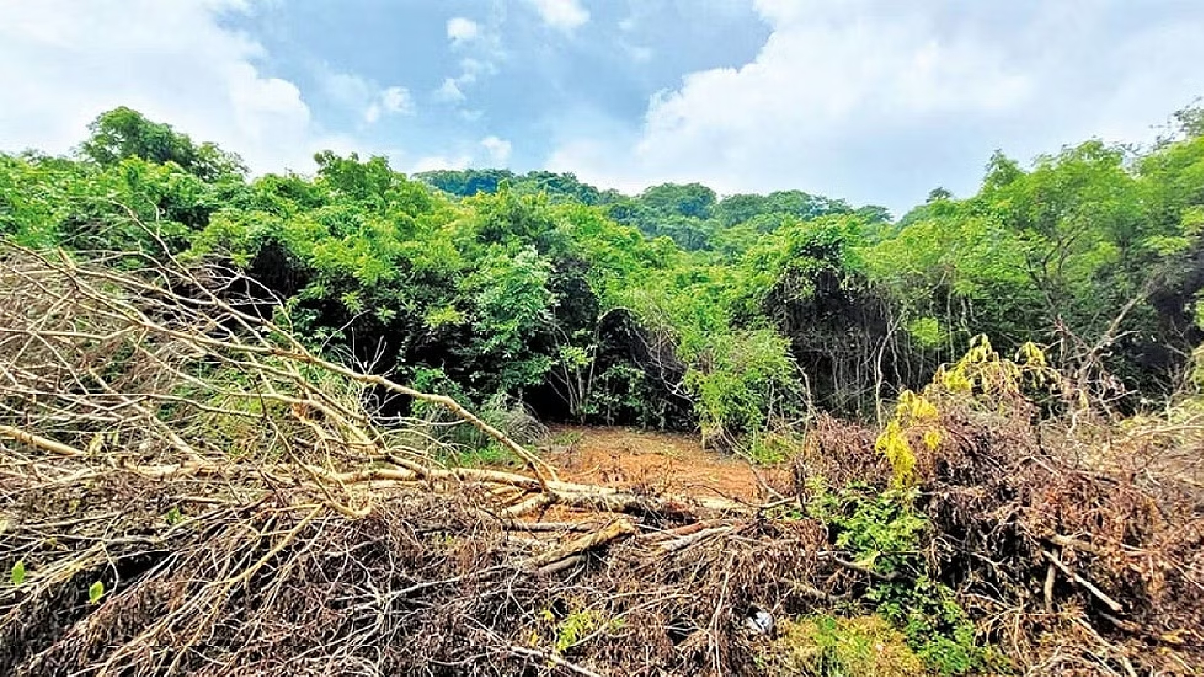 TN issues order to modernize state forest department