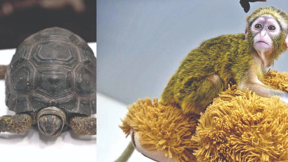 Two passengers smuggle 66 rare species from Thailand to Chennai, held Two passengers smuggle 66 rare species from Thailand to Chennai, held