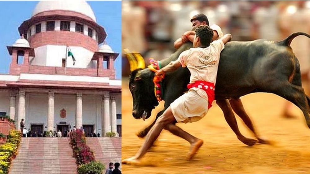Is jallikattu necessary to preserve native breeds, SC asks State