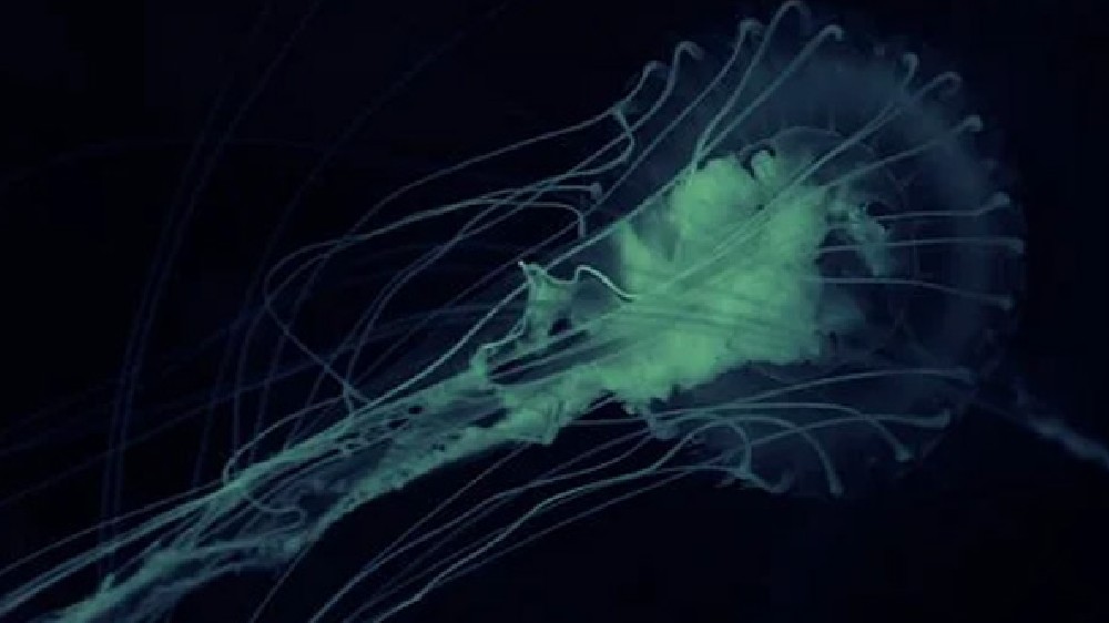 First infection of Brain-eating amoeba reported in S. Korea