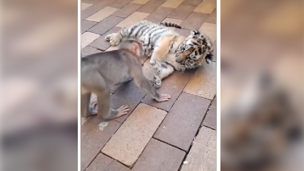 Baby monkey cuddles with tiger cub in cute video Baby monkey cuddles with tiger cub in cute video