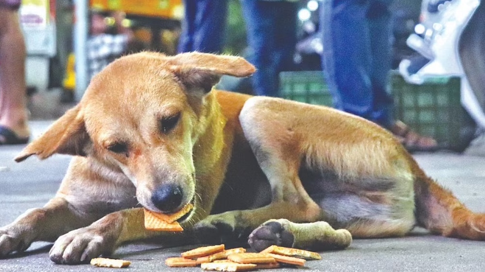 Coimbatore to have crematorium for animals Coimbatore to have crematorium for animals