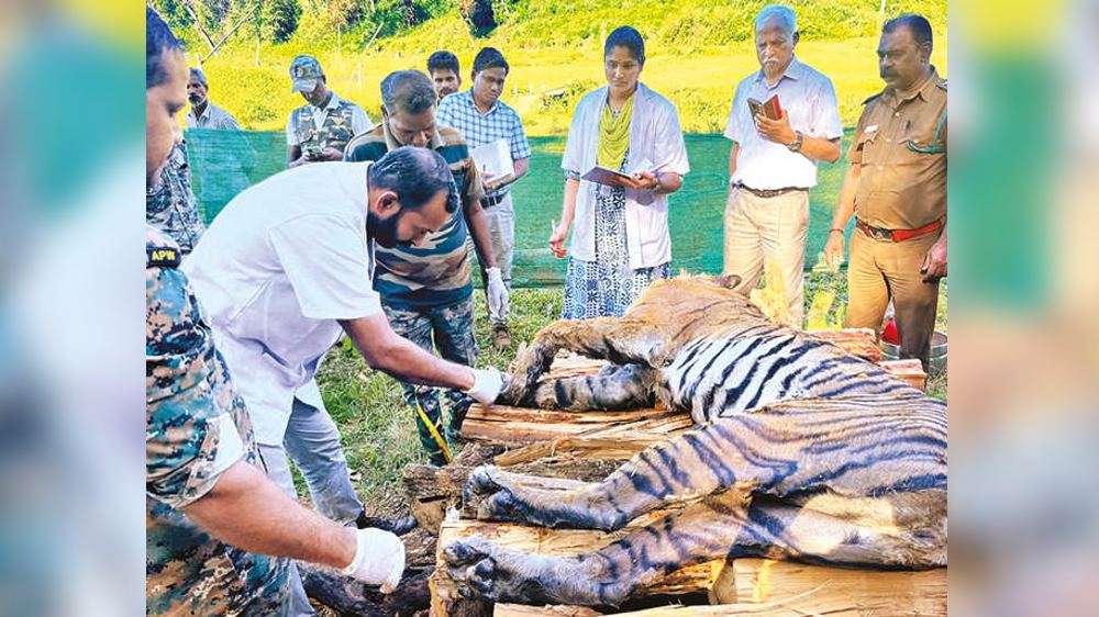 Tiger involved in cattle attacks found dead in Gudalur