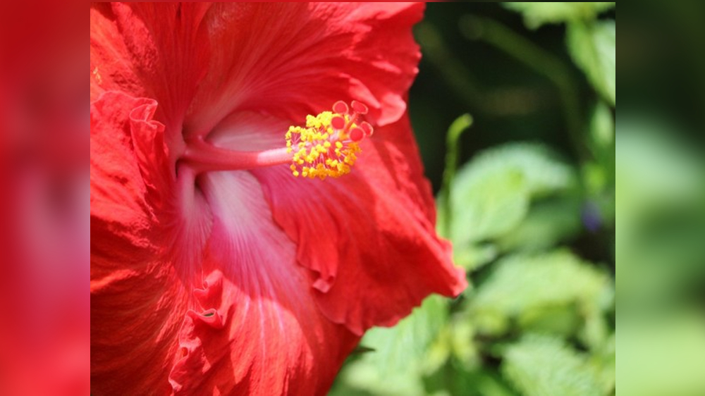 Research: Gossypetin found in hibiscus may beat Alzheimers disease