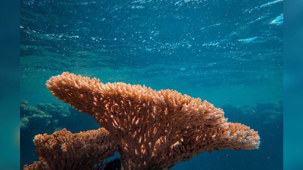 New method reveals marine microbes outsized role in carbon cycle