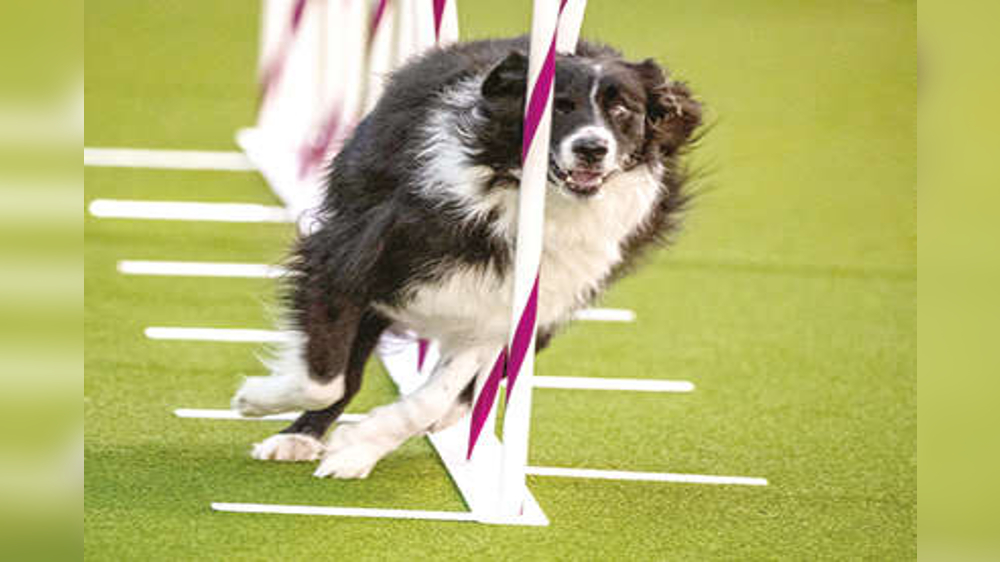 Brains, Brawn, or Both: What drove the creation of modern dog breeds? Brains, Brawn, or Both: What drove the creation of modern dog breeds?
