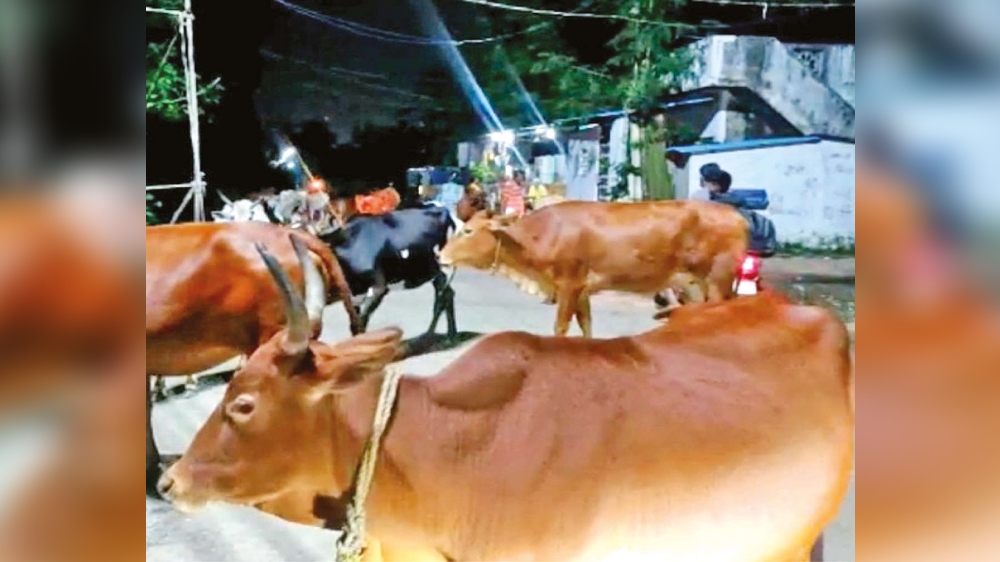 Stray cattle, uncontrolled menace in Tambaram Corpn