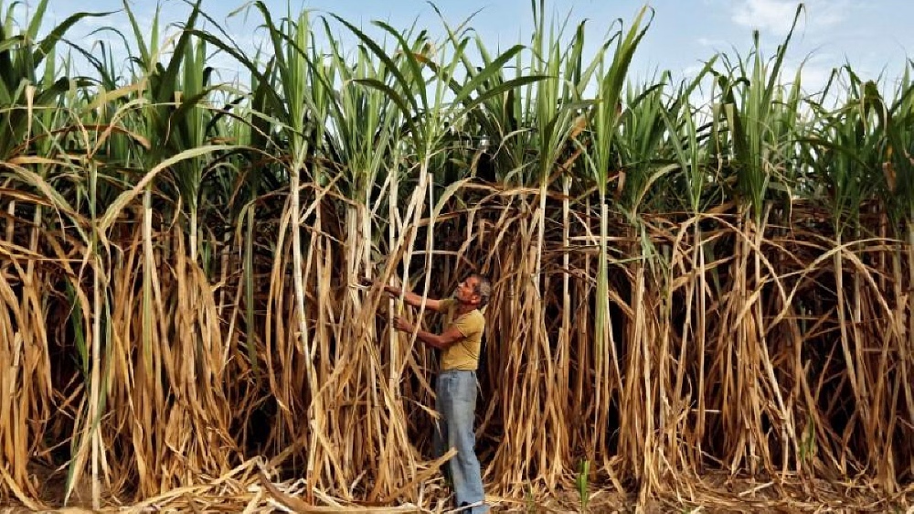 Cane farmers shave heads en masse