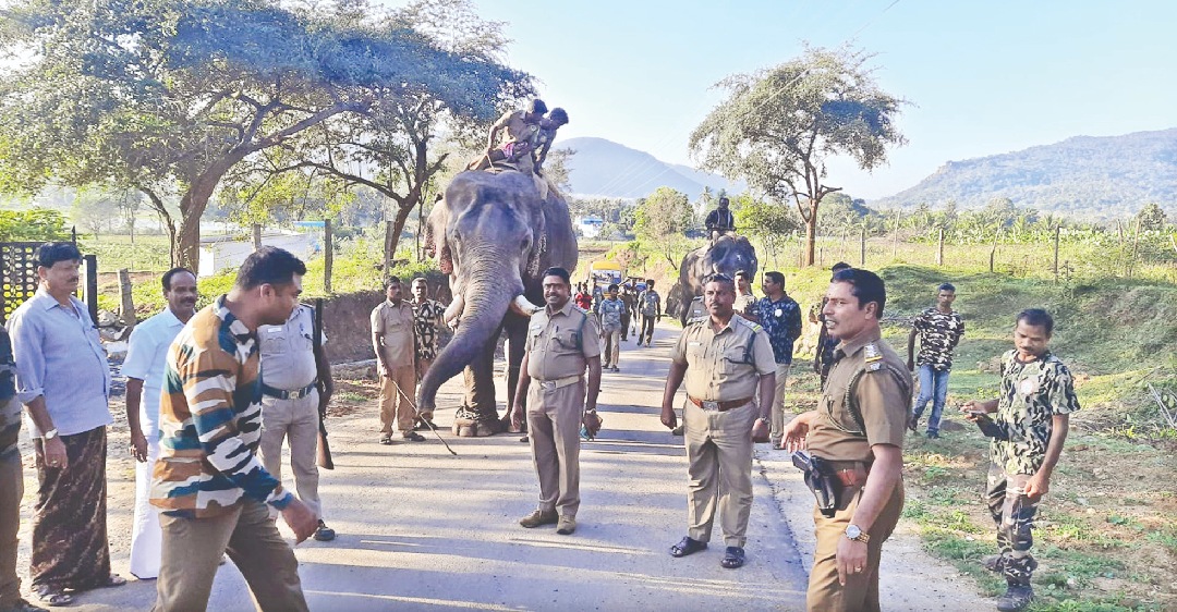 Kumkis’ presence keeps crop raiding jumbo at bay