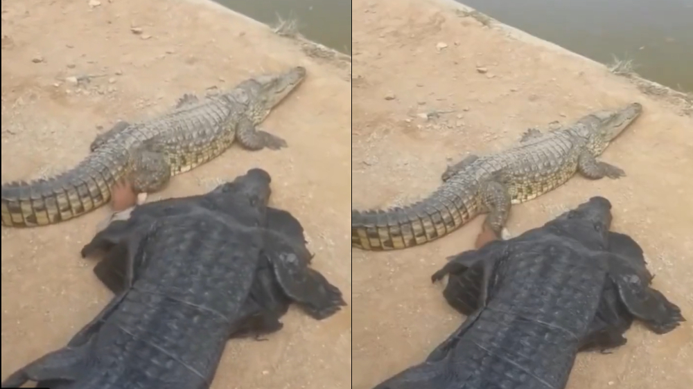 Man dons crocodile costume, video stuns Internet