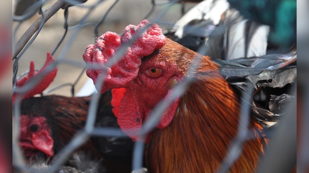 Bird flu outbreak: Lakshadweep bans transport of frozen chicken