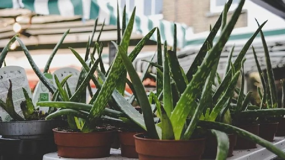 Mystical cure-all aloe vera gel