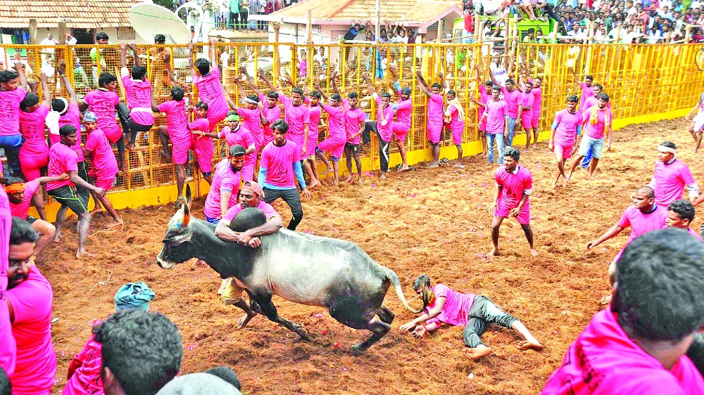 Jallikattu can’t be termed blood sport: SC