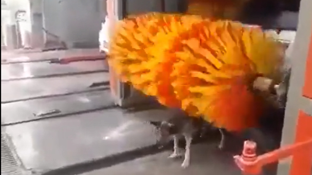 Viral: Stray dog helps itself with its itchy back Viral: Stray dog helps itself with its itchy back