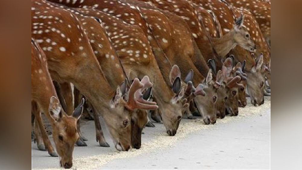 Australia releases new plan to stop spread of invasive deer