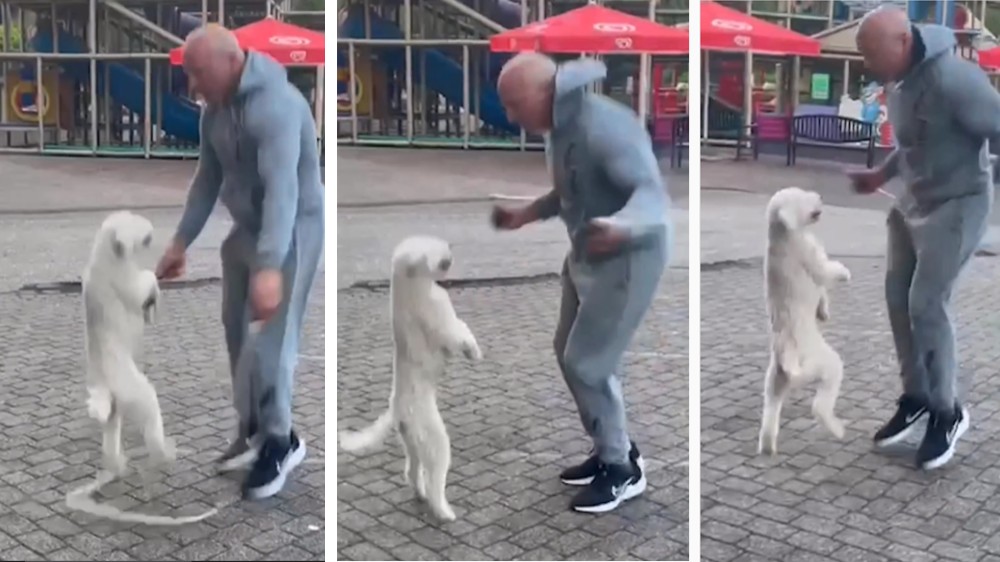 Viral: Dog wins World Record for most skips on hind legs Viral: Dog wins World Record for most skips on hind legs