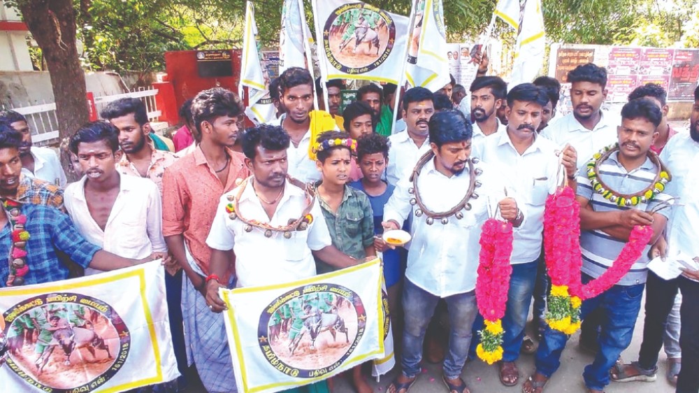 Jallikattu enthusiasts seek to allow adorning of bulls