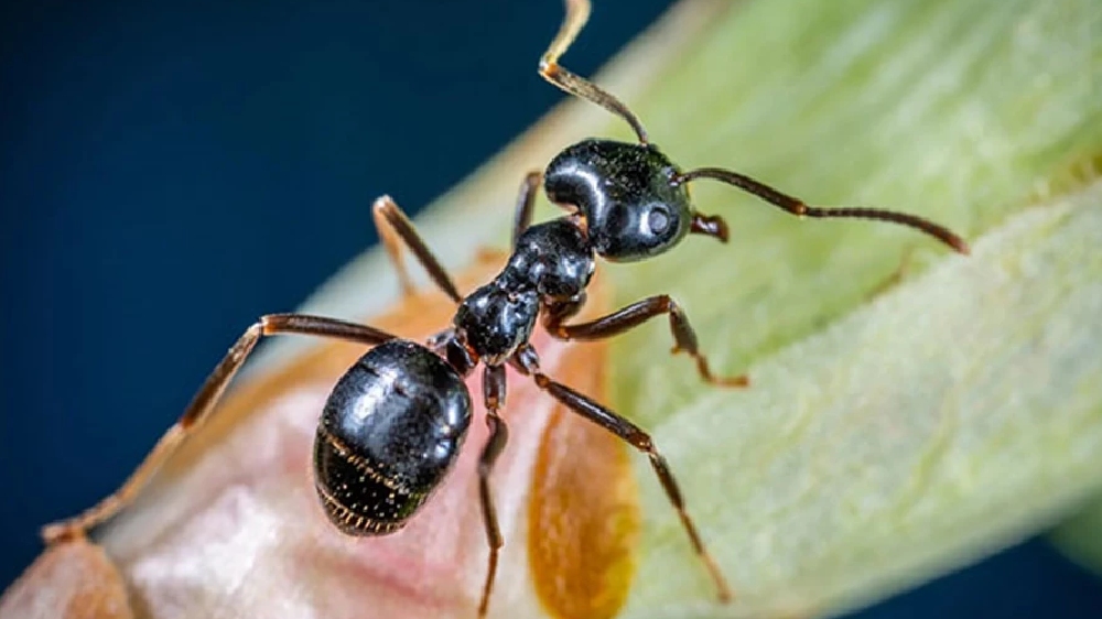Ants behaviour does not change as temperature rises: Study