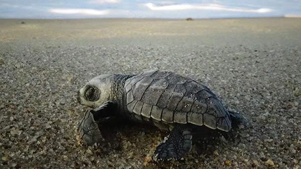 Order issued to set up turtle conservation centre Order issued to set up turtle conservation centre