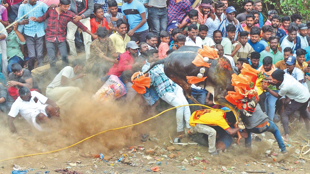 12 persons, 5 bulls hurt as bull run creates havoc at Melmayil