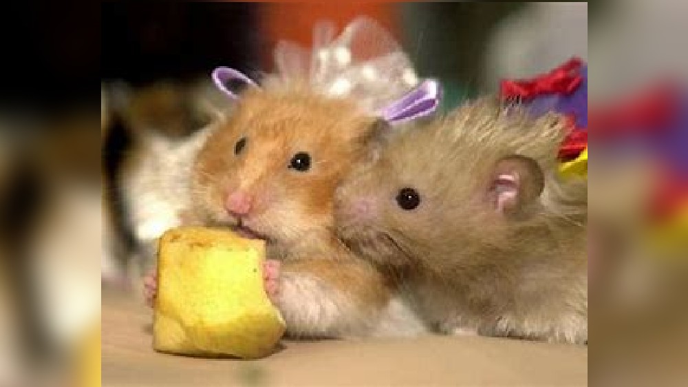 Hong Kong to allow import of hamsters after year-long covid ban