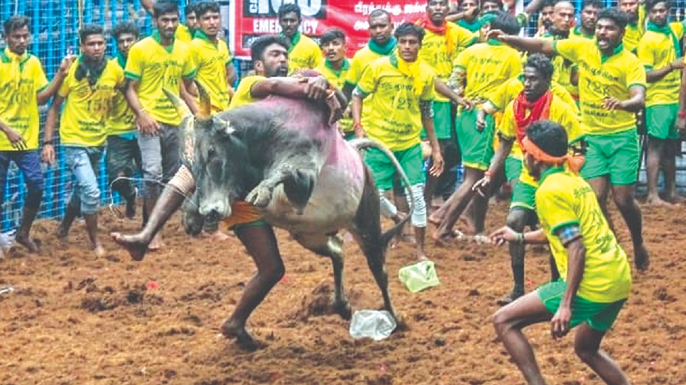 Dispute again over Avaniyapuram Jallikattu