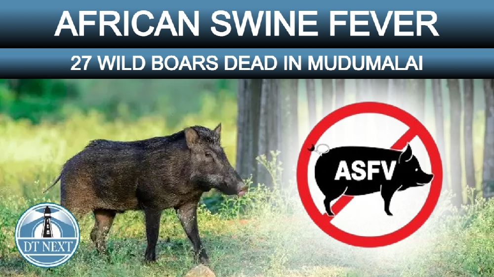 African swine fever: 27 wild boars dead