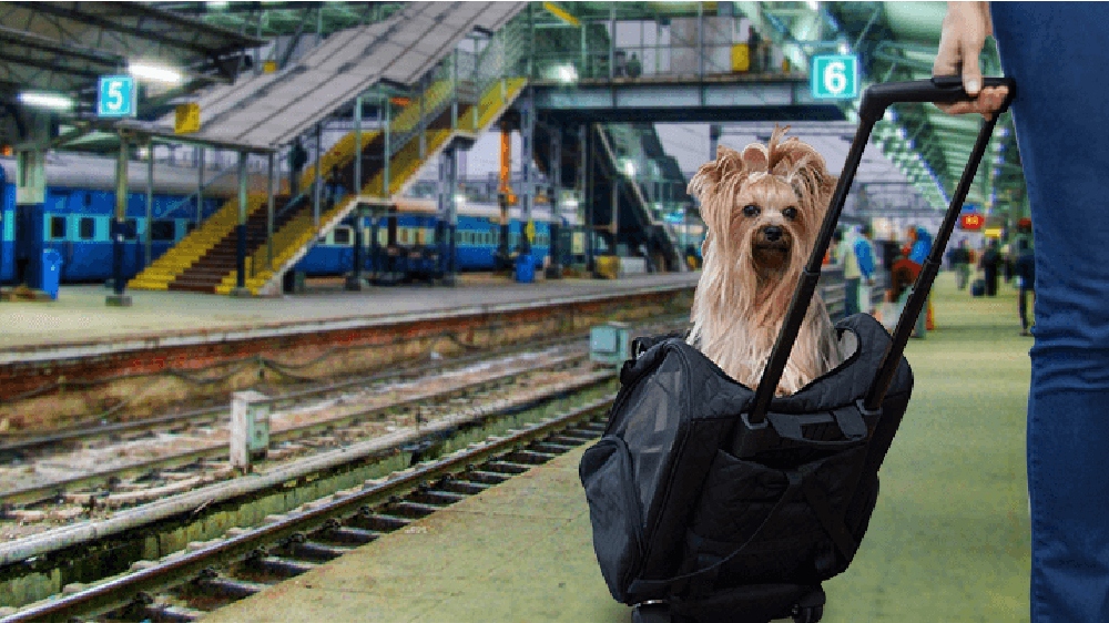 NER trains to have special space for pets NER trains to have special space for pets