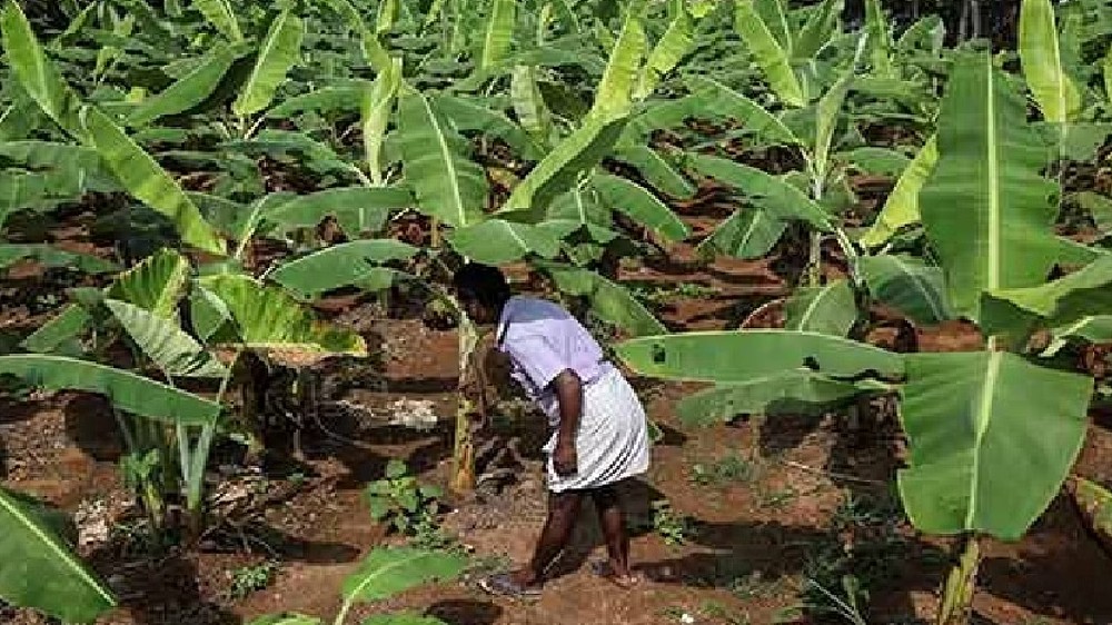 Plantain farmers elated due to bumper harvest, high returns