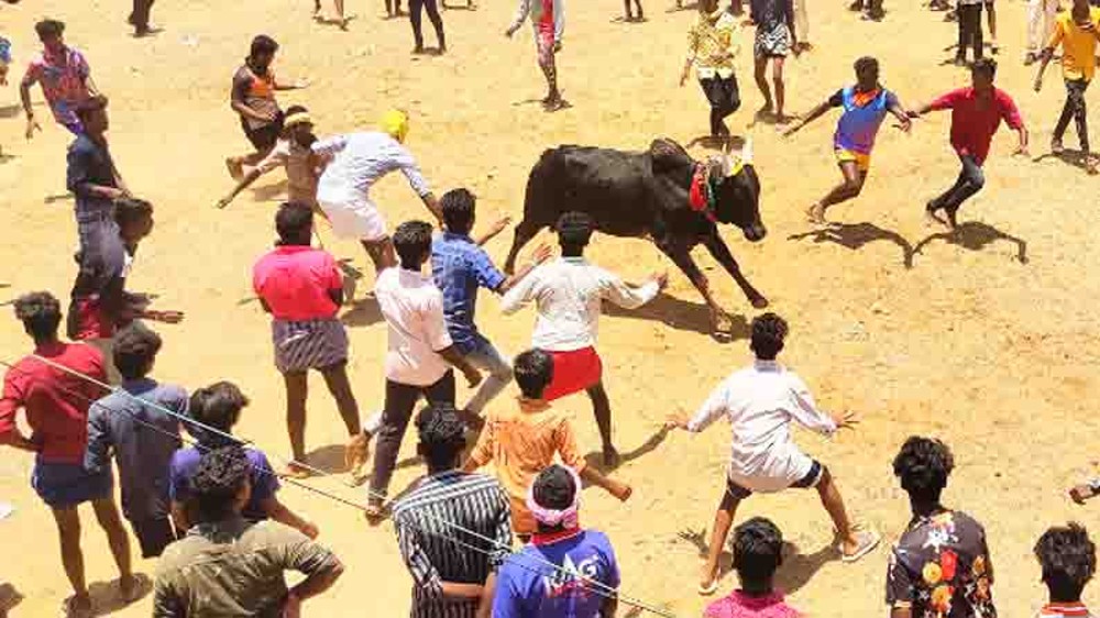 2 killed in separate Manjuvirattu events in Madurai, Pudukottai