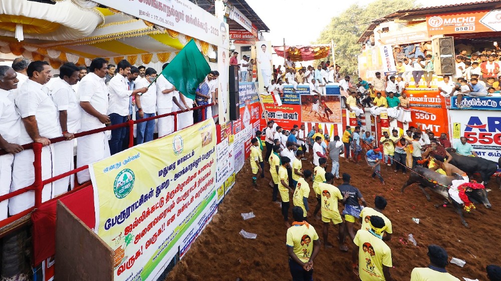 Riveting Alanganallur Jallikattu enthralls, bulls and men in race Riveting Alanganallur Jallikattu enthralls, bulls and men in race