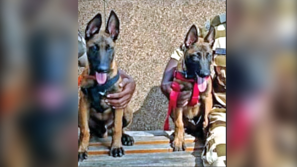 2 new canines join Chennai airport sniffer ranks