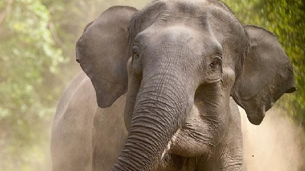 Jumbo Karuppan retreats after attacking cow