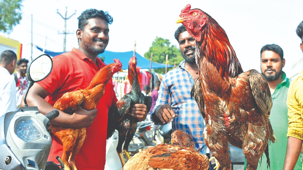 Fighter cocks sale brisk ahead of Pongal