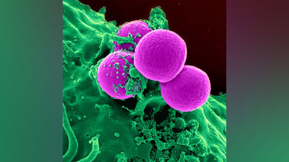 Self-assembling proteins can store cellular memories: Study Self-assembling proteins can store cellular memories: Study