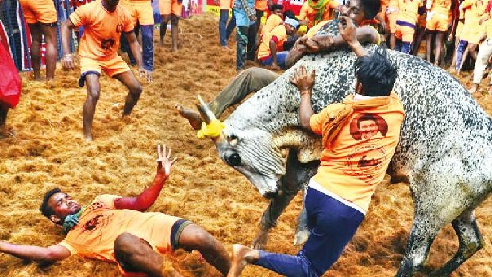 Alankanallur all set to welcome Jallikattu; muhurthakaal planted